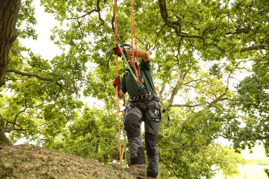 Support Tree Care - Tree Care Supporters