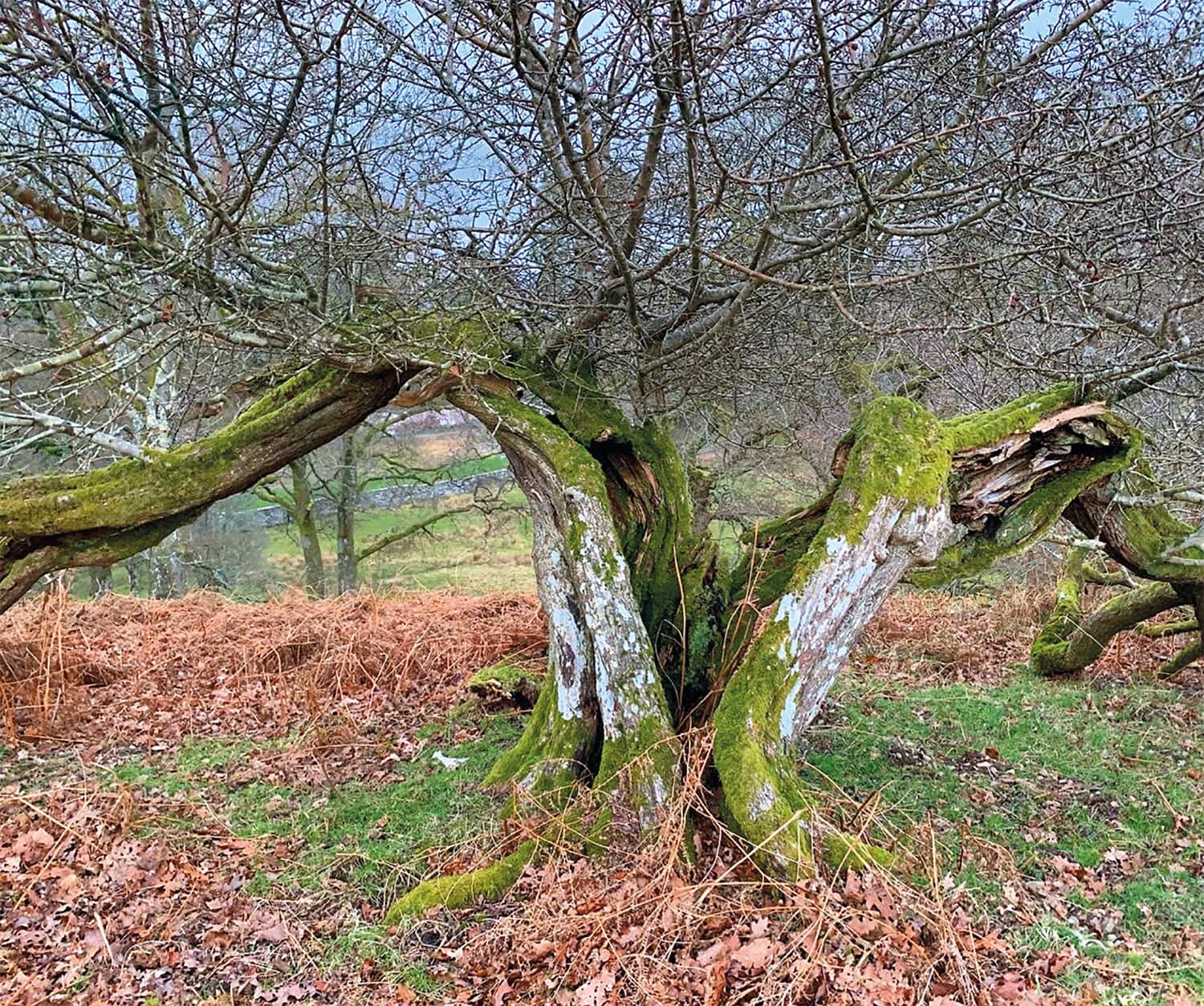 Continuity Tree A contractor’s approach to ensuring ancient and veteran tree continuity ...