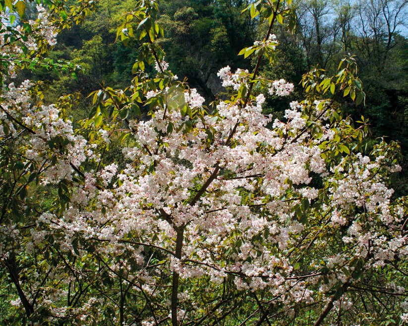 One of the main qualities of the Chinese bladdernut is its generous spring flowering – mainly pure white.