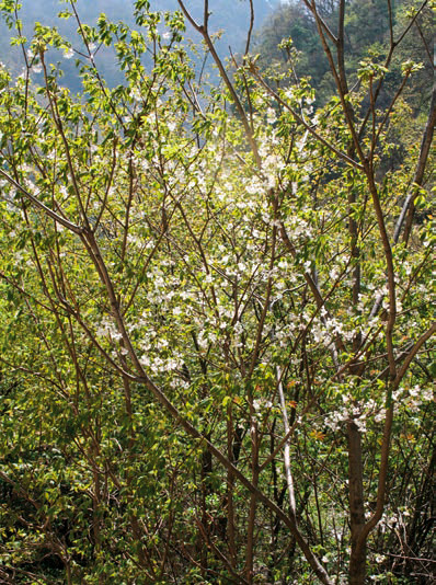 In the central Chinese mountains, the Chinese bladdernut’s beautiful blooms are much appreciated in landscapes.
