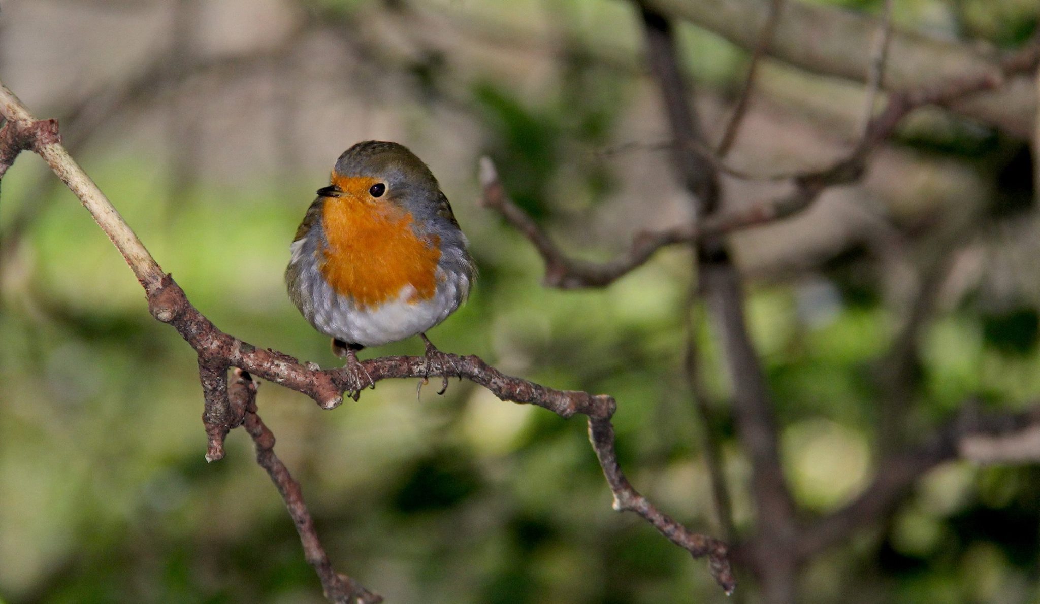 When is the bird nesting season? - Tree Care Supporters